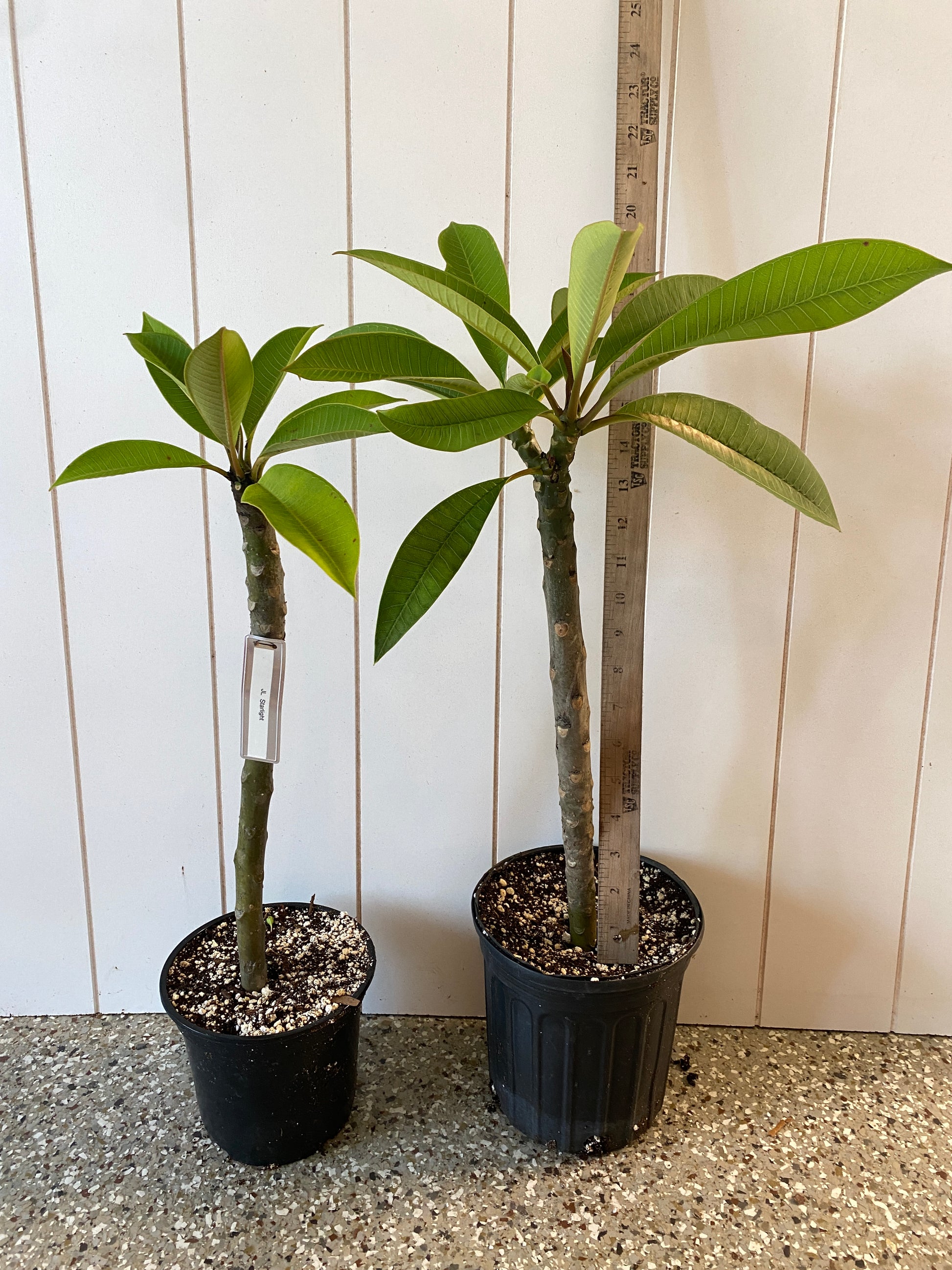 plumeria plant indoor JL Starlight Plumeria Rooted cutting – Big Island Plumeria