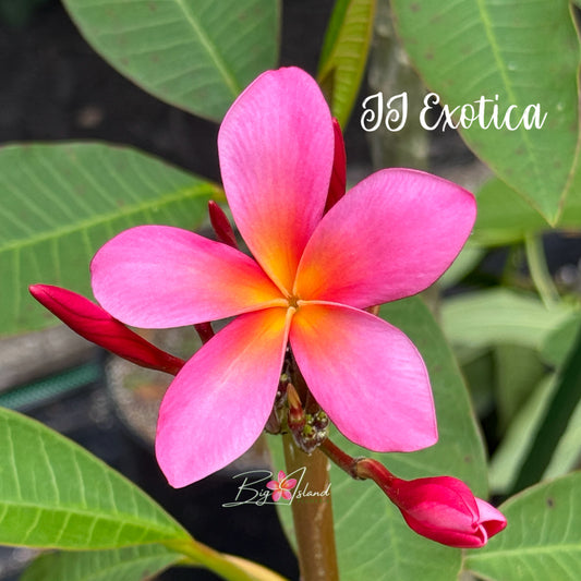 JJ Exotica Plumeria Tree (LOCAL)