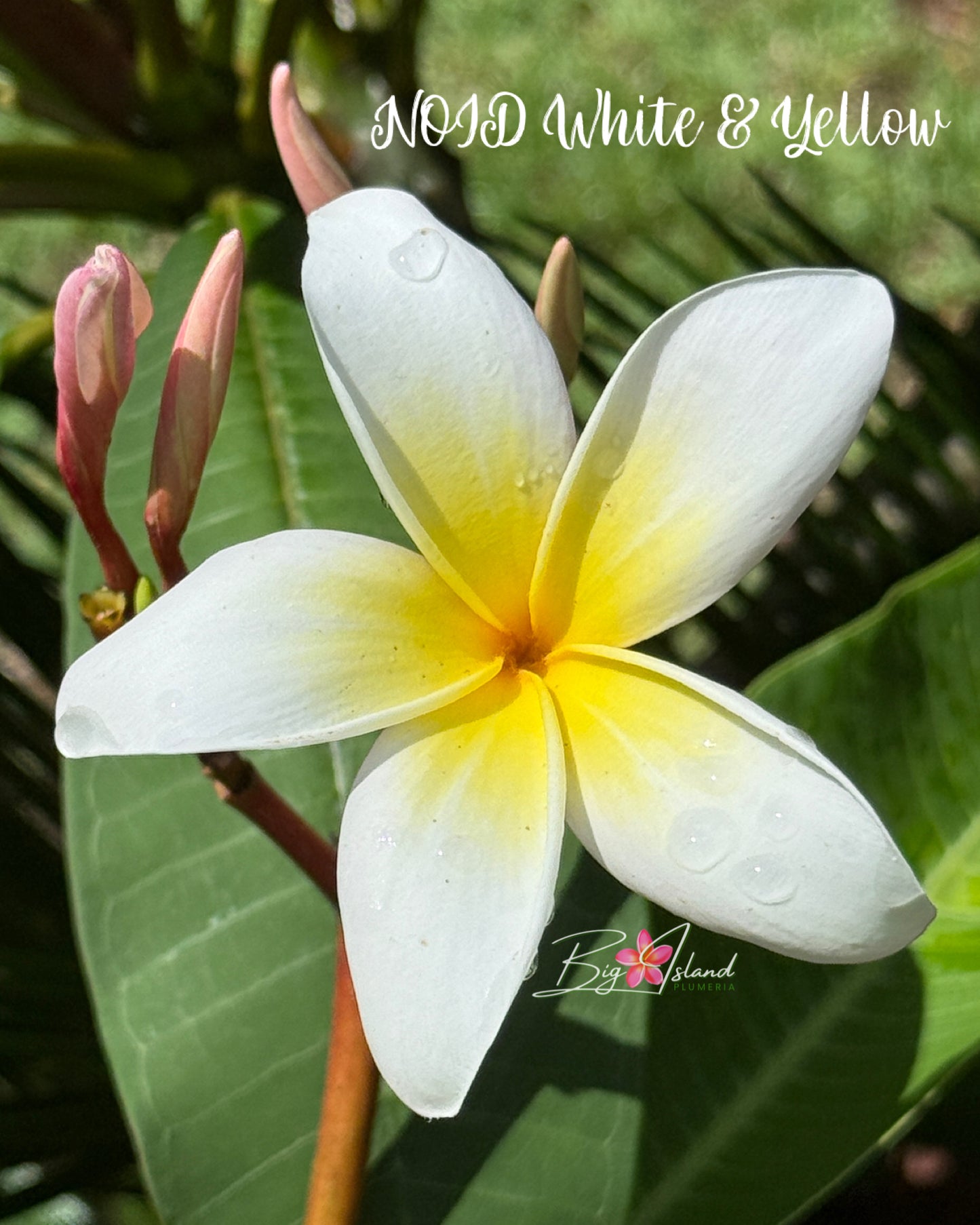 NOID White and Yellow Plumeria rooted cutting
