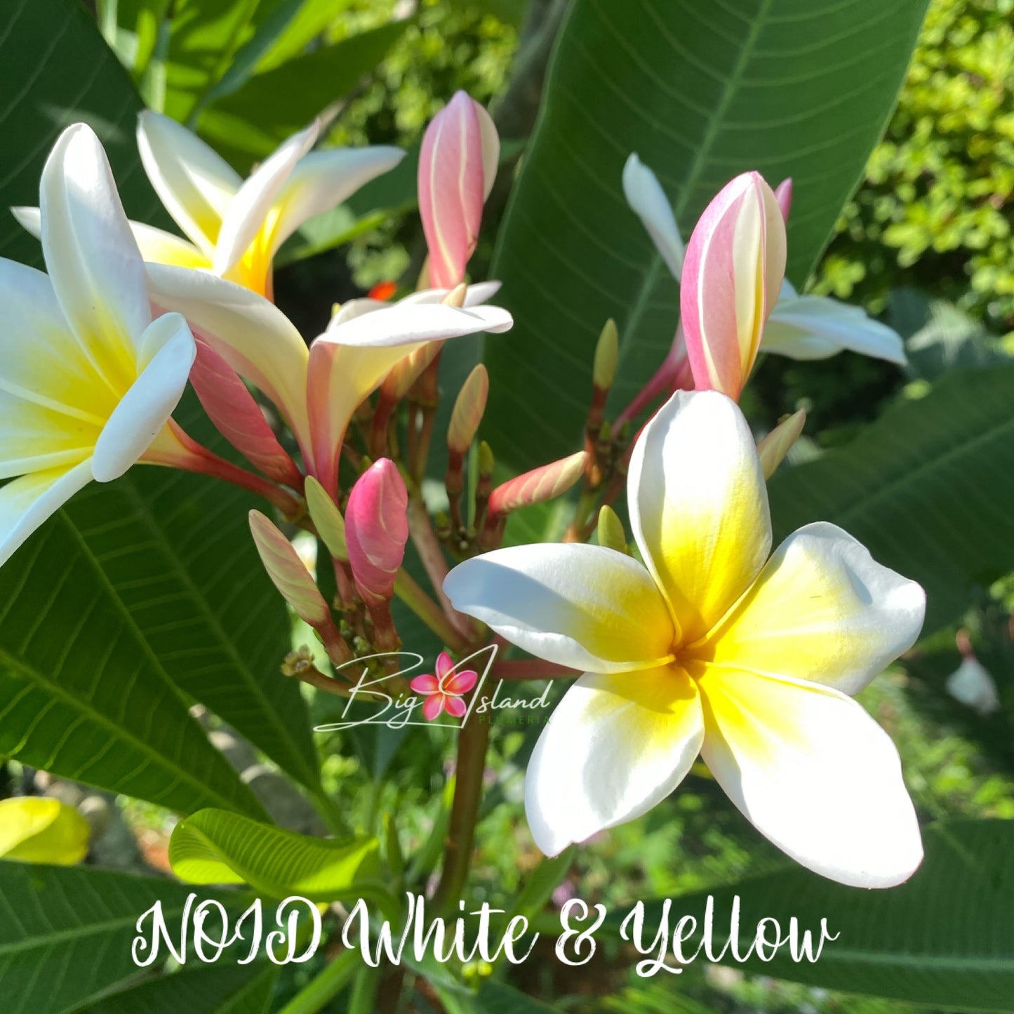 NOID White and Yellow Plumeria rooted cutting
