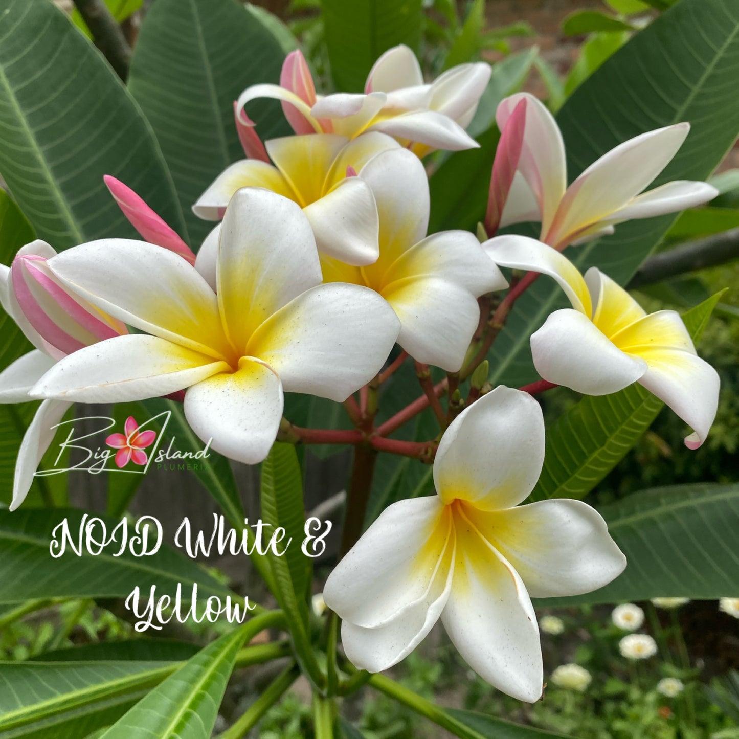 NOID White and Yellow Plumeria rooted cutting