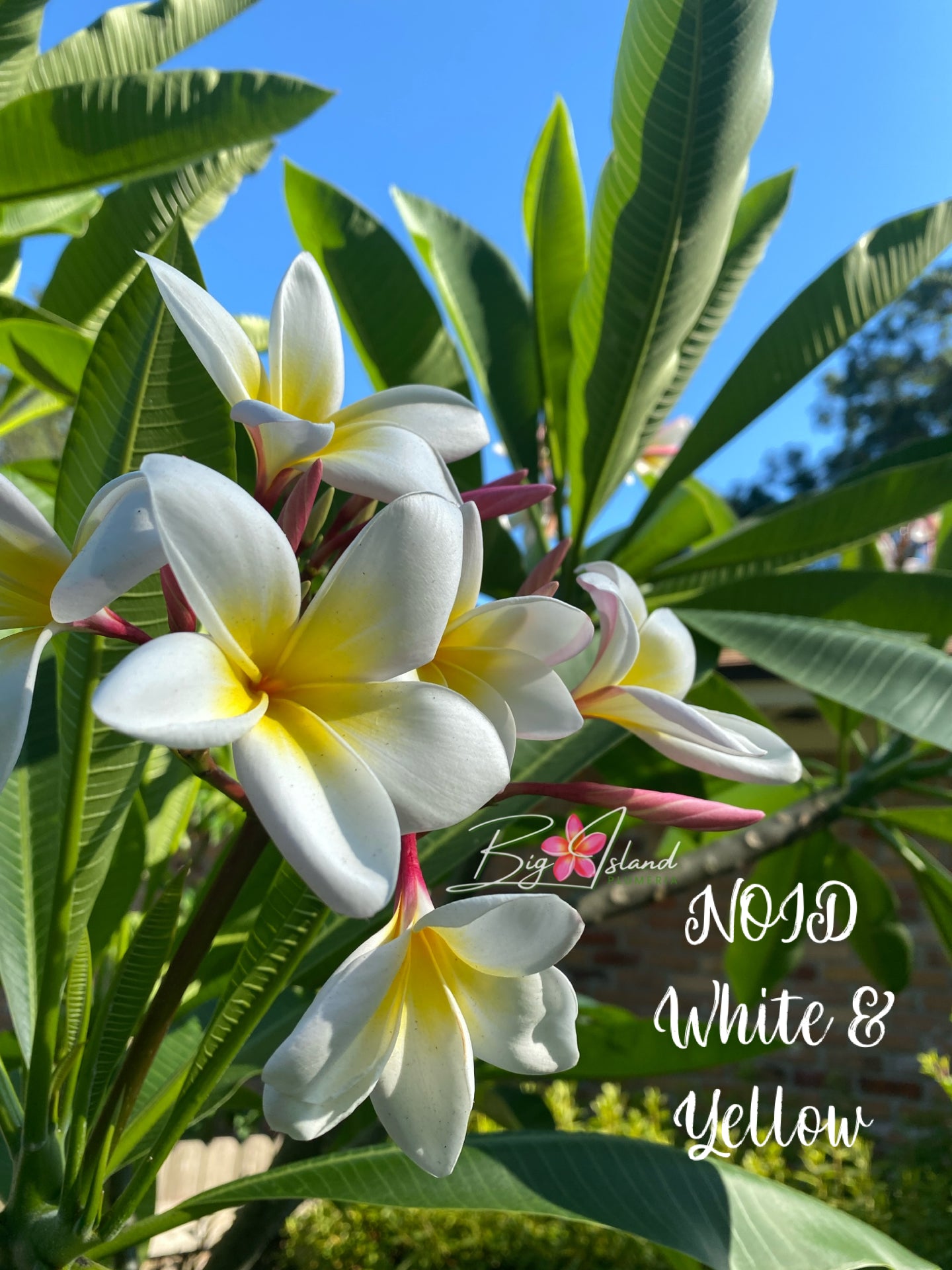 NOID White and Yellow Plumeria rooted cutting