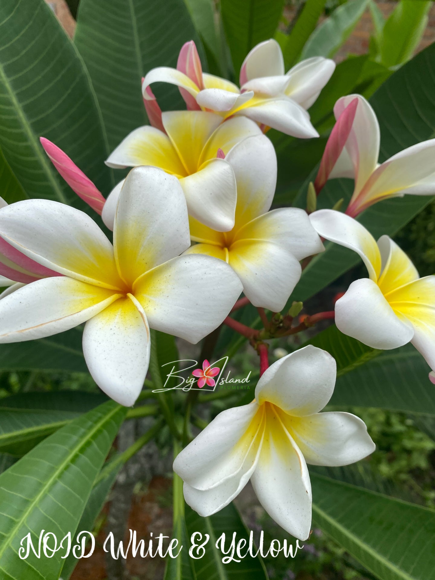 NOID White and Yellow Plumeria rooted cutting