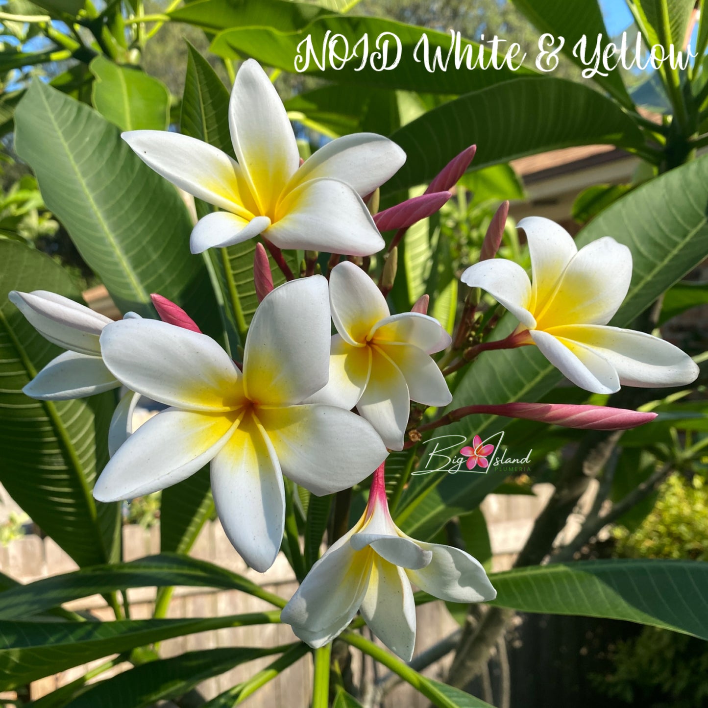 NOID White and Yellow Plumeria rooted cutting