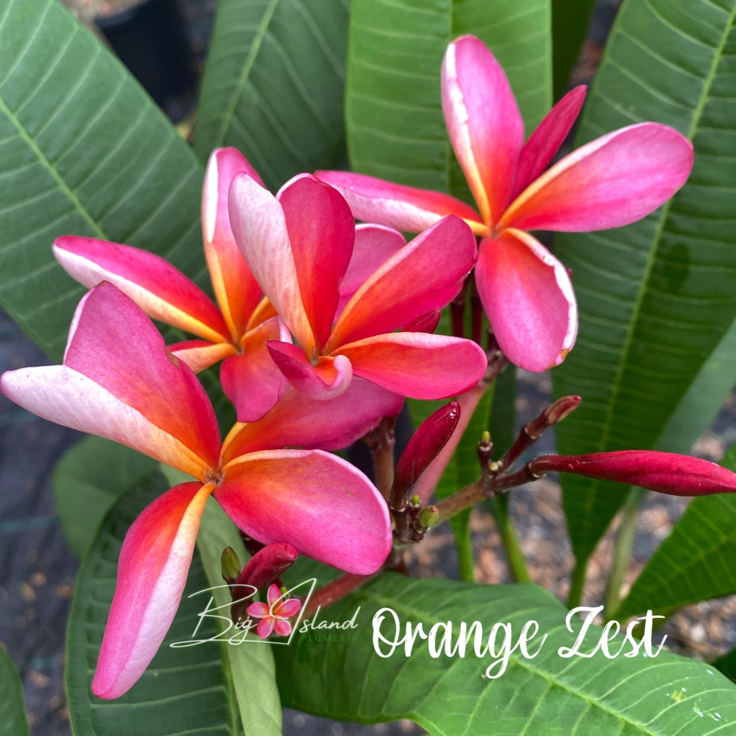 Orange Zest Plumeria rooted cutting