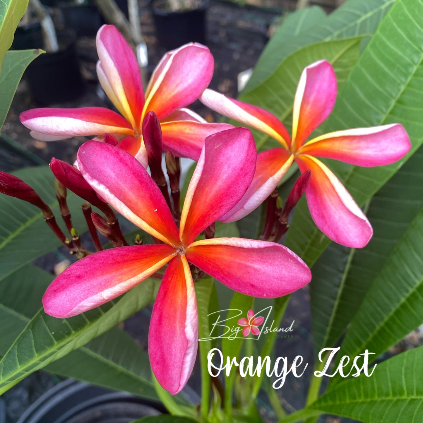 Orange Zest Plumeria rooted cutting