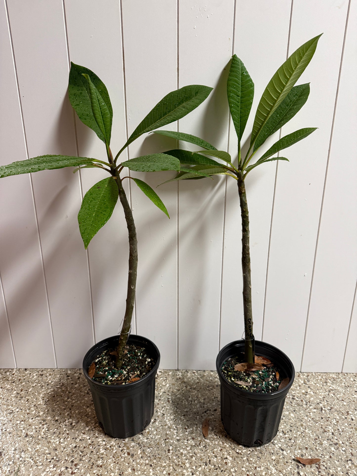 Orange Zest Plumeria rooted cutting