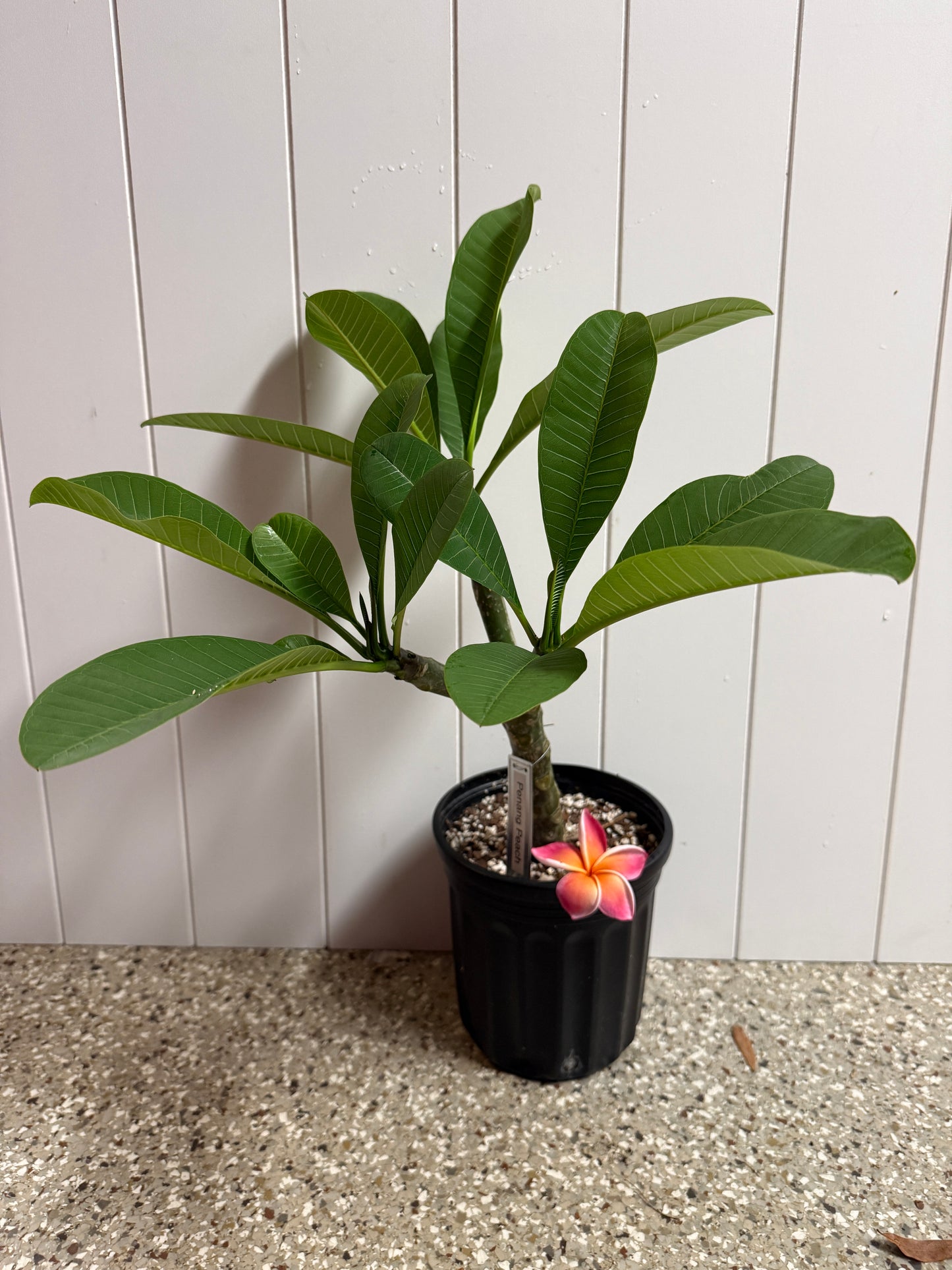 Penang Peach Plumeria rooted cutting