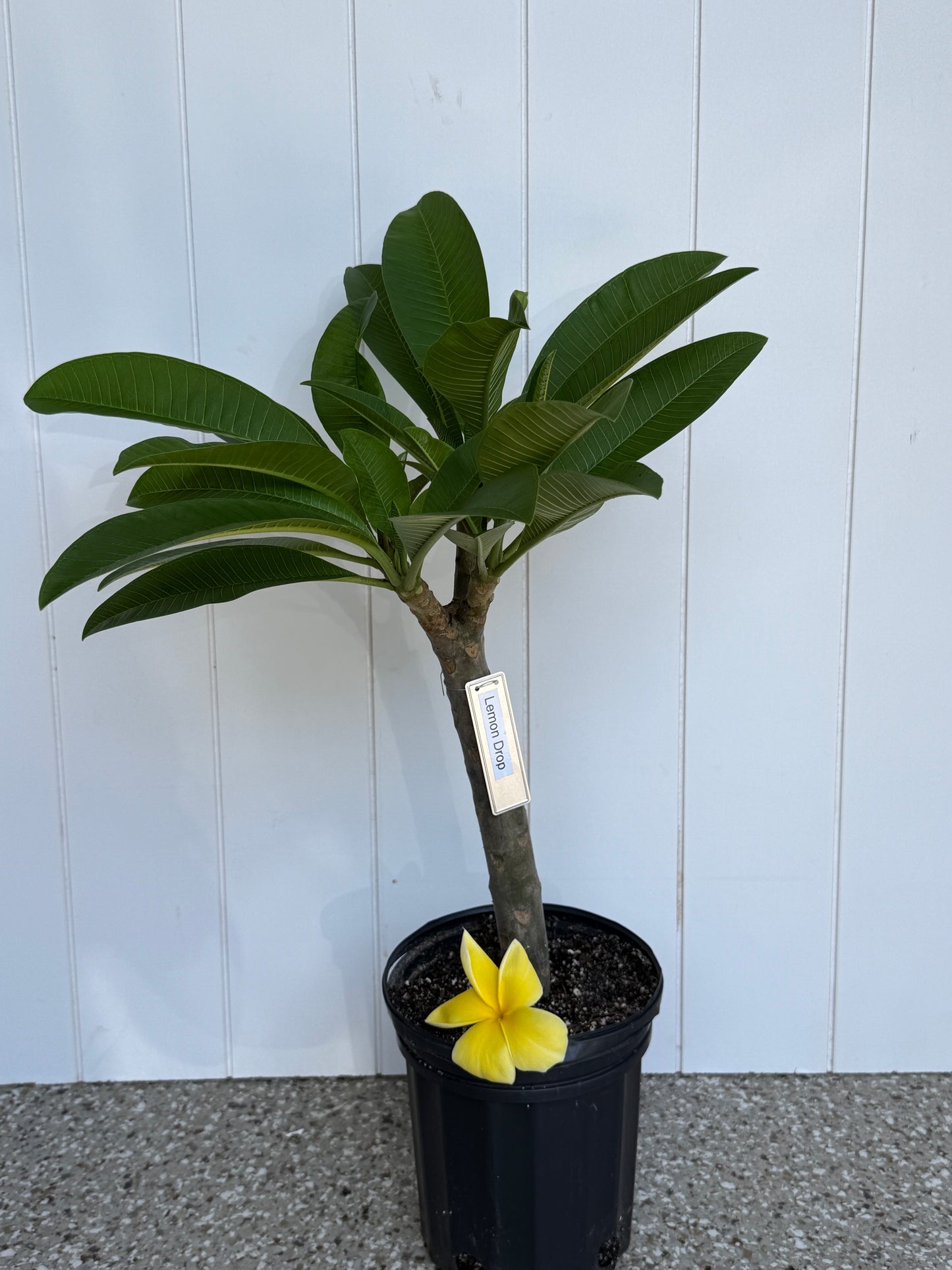 Lemon Drop Plumeria Rooted Cutting