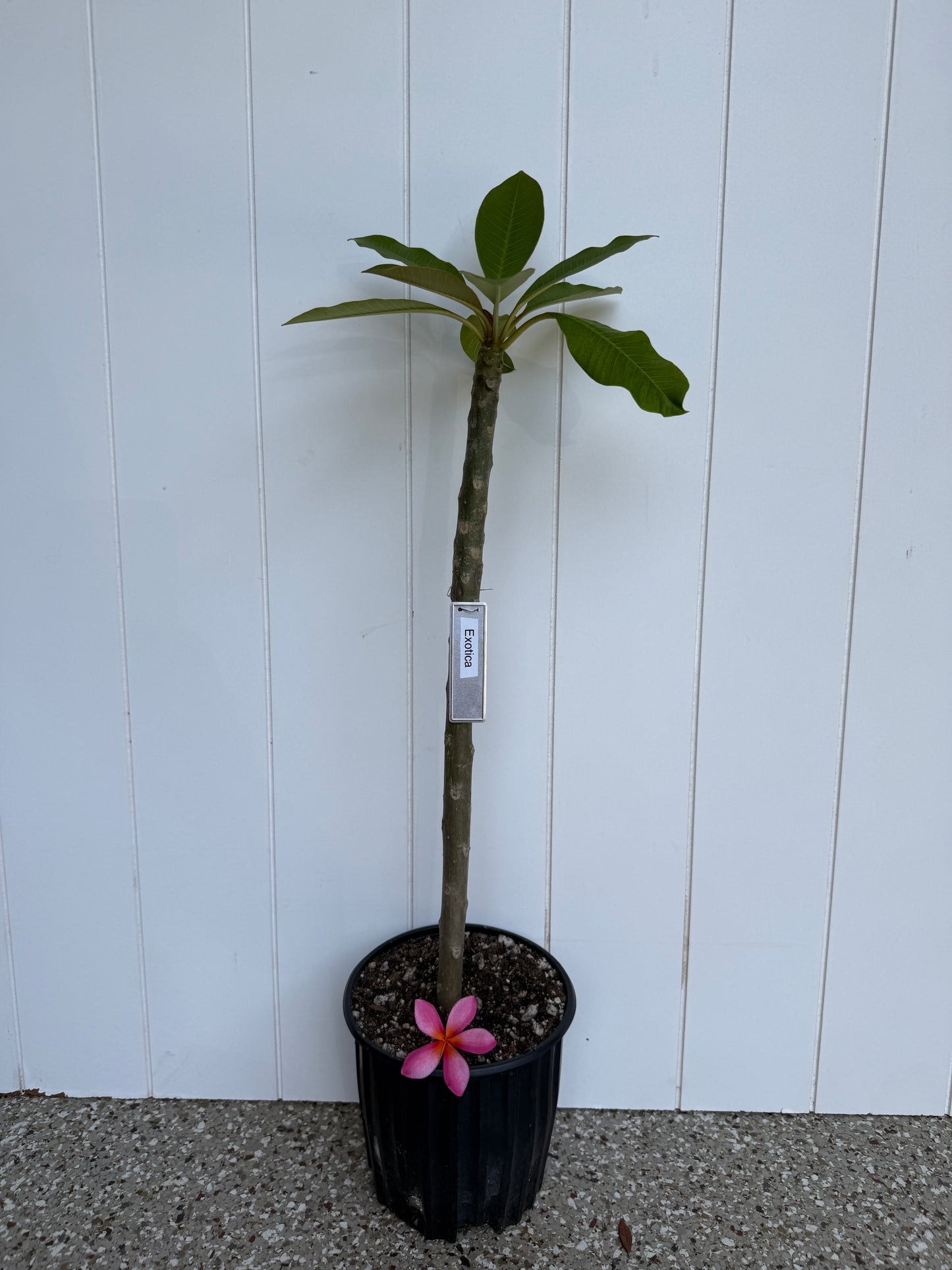 JJ Exotica Plumeria Rooted Cutting
