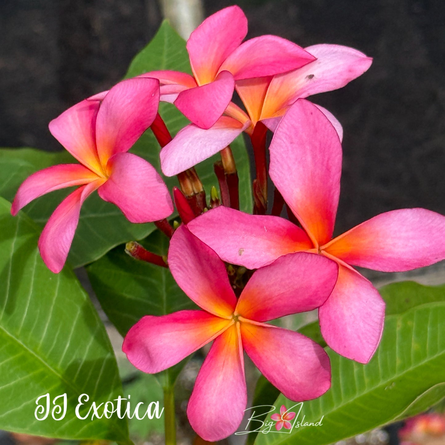 JJ Exotica Plumeria Rooted Cutting