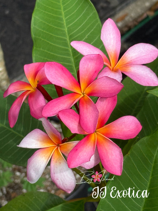 JJ Exotica Plumeria Rooted Cutting