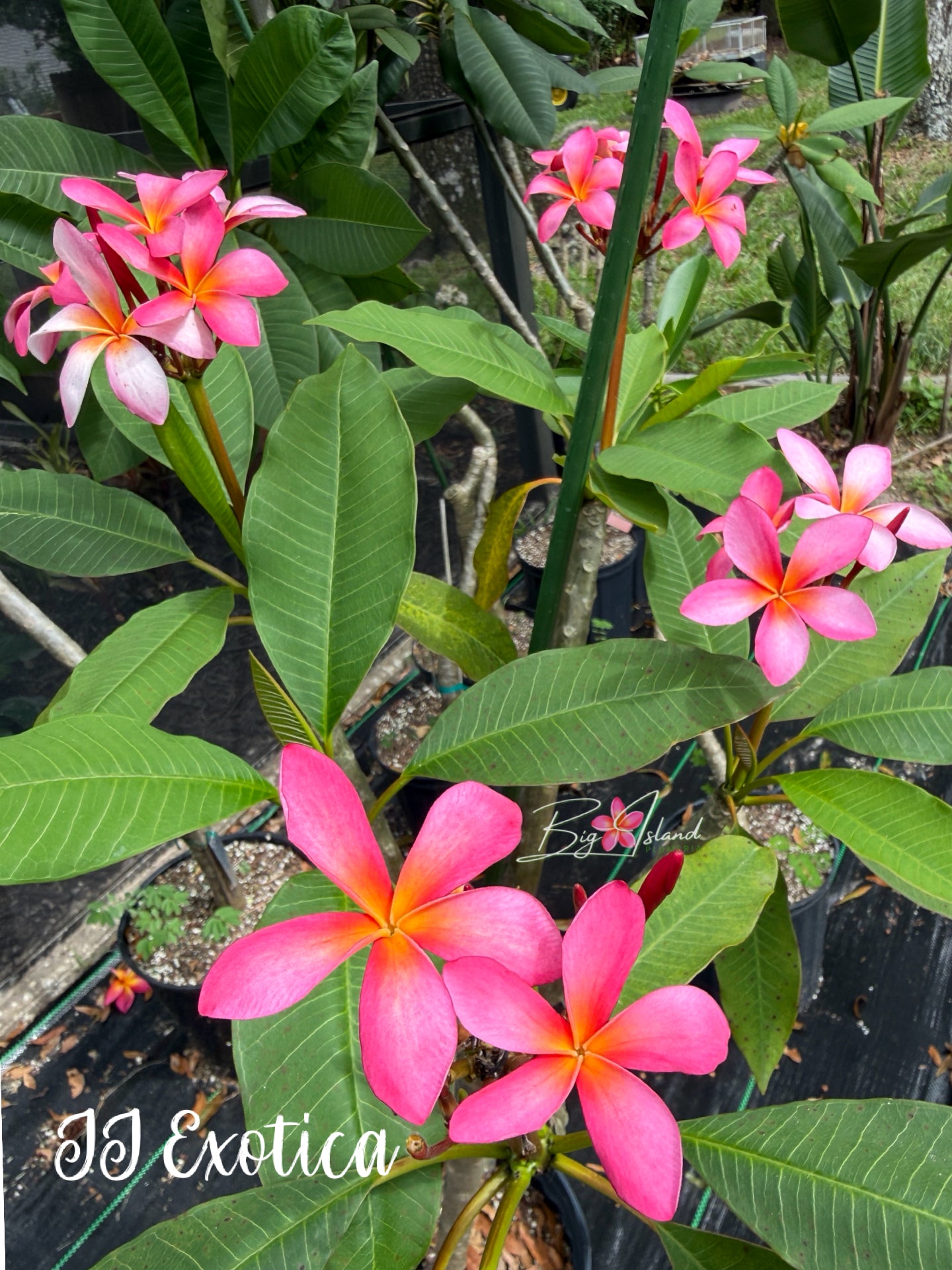 JJ Exotica Plumeria Rooted Cutting