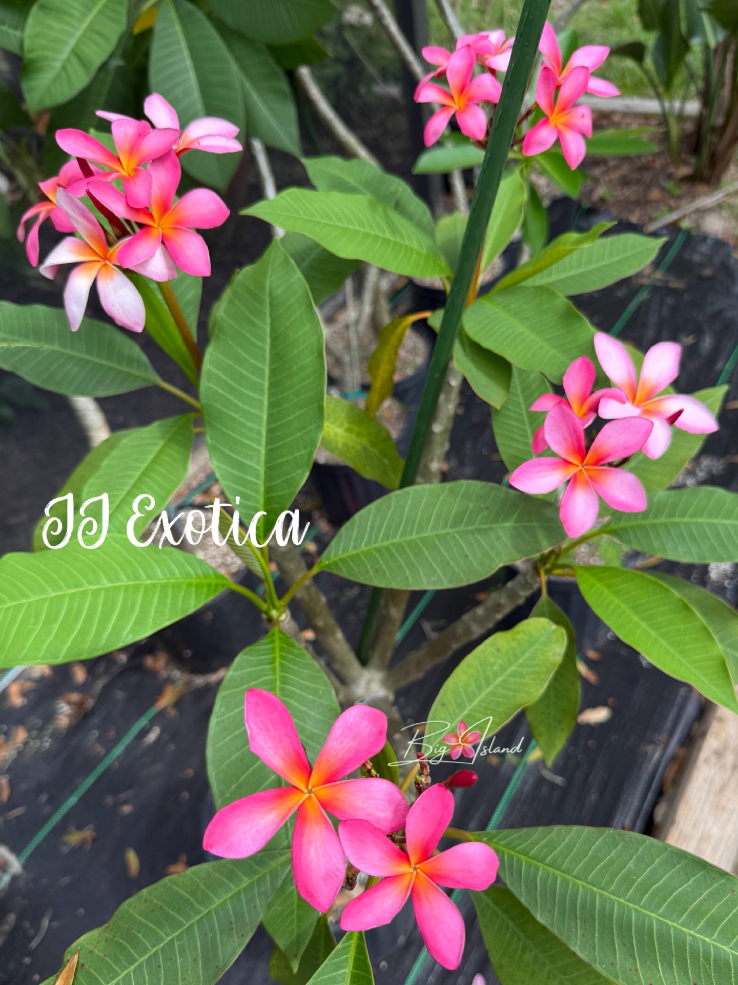 JJ Exotica Plumeria Rooted Cutting
