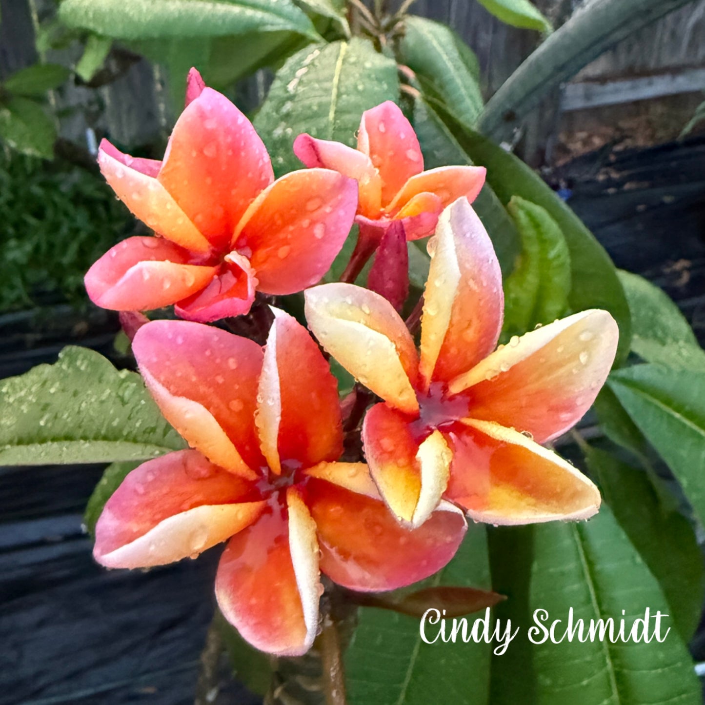 Cindy Schmidt Rooted cutting