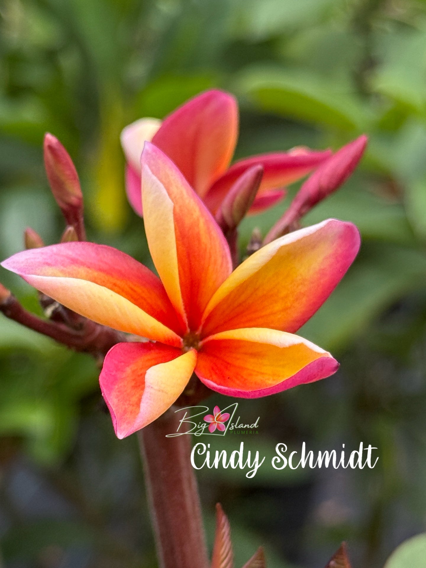 Cindy Schmidt Rooted cutting