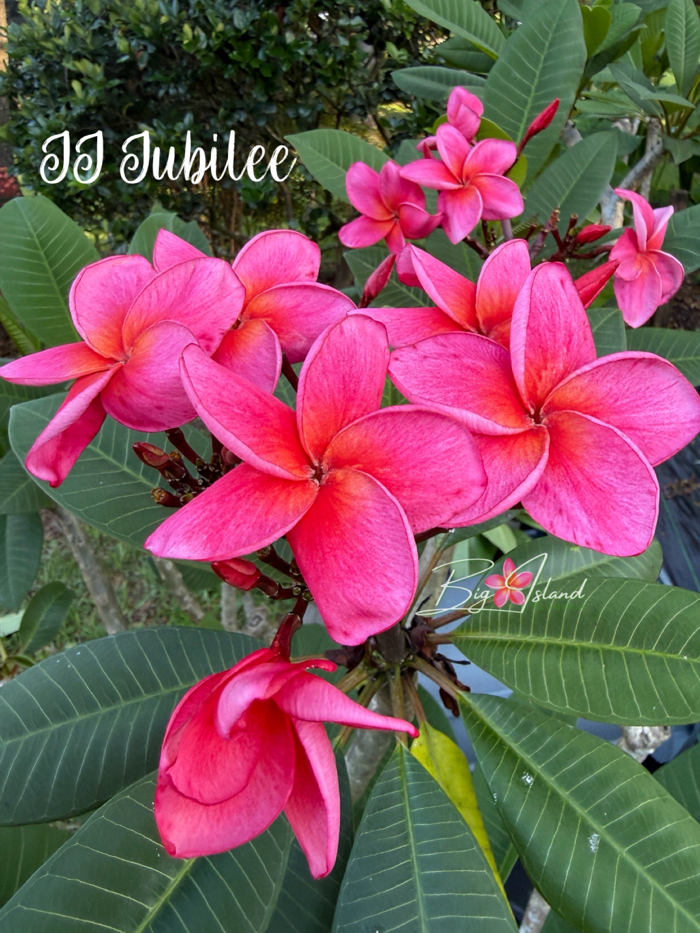 JJ Jubilee Plumeria rooted cutting