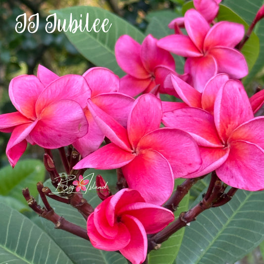JJ Jubilee Plumeria rooted cutting