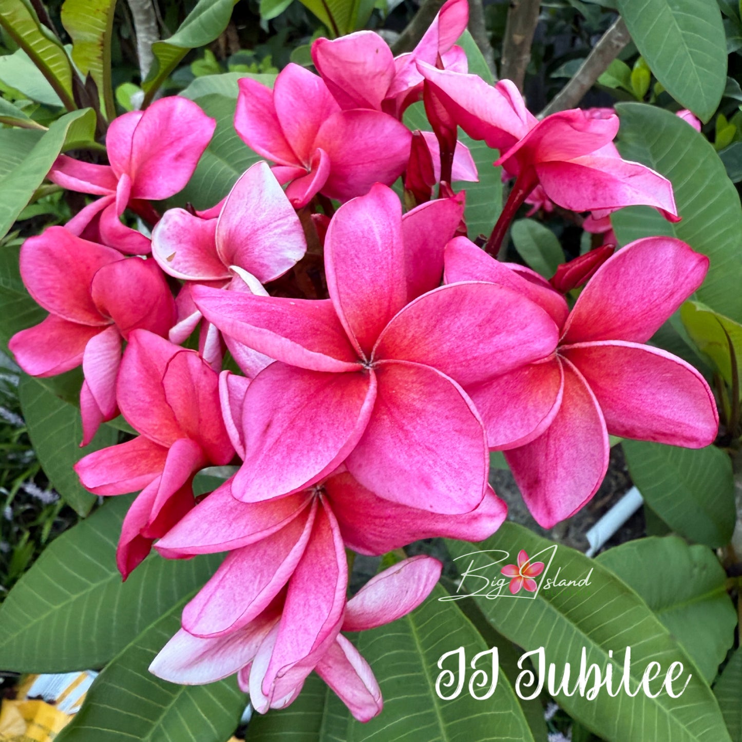 JJ Jubilee Plumeria rooted cutting