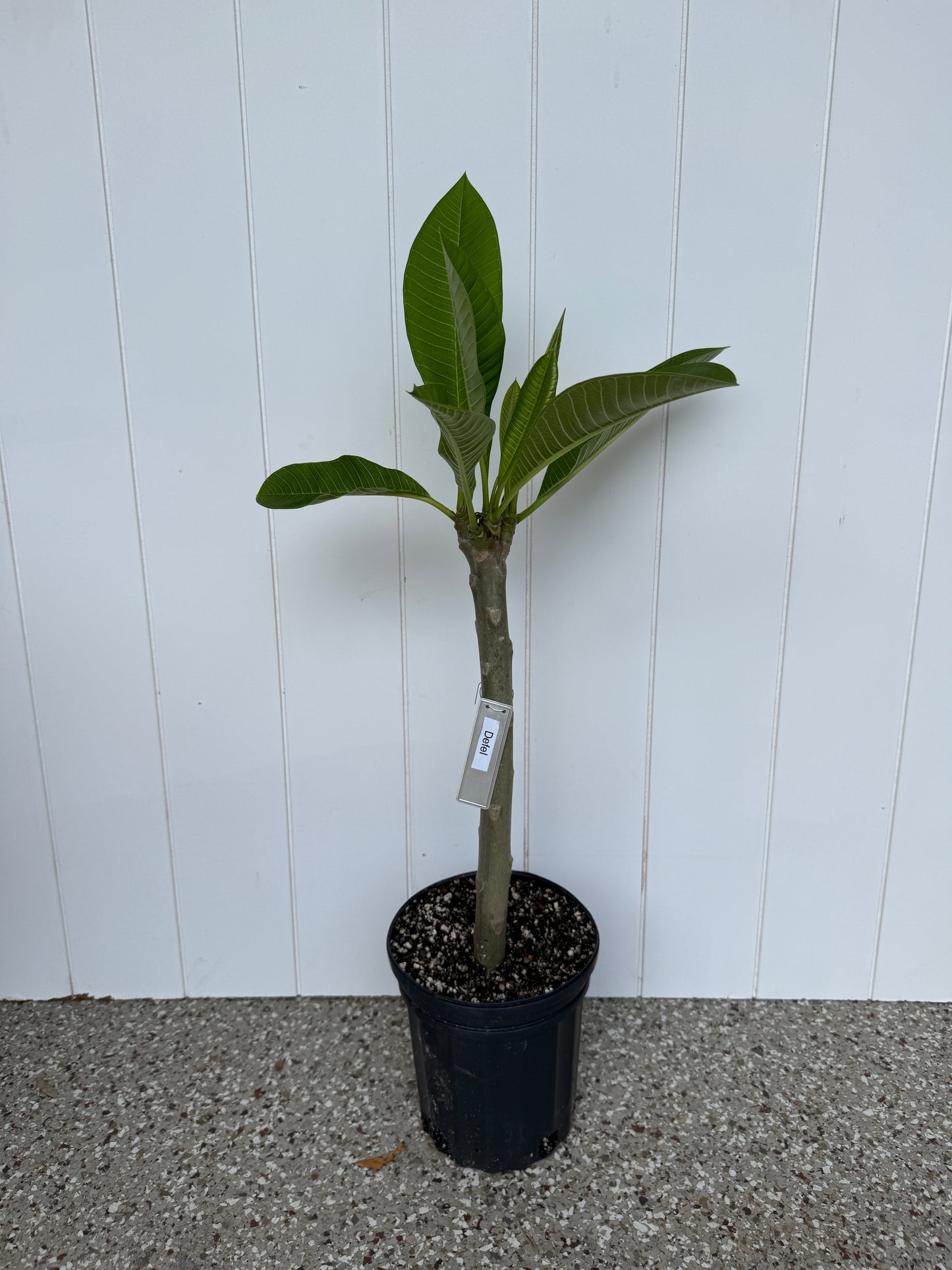 Defel Plumeria Rooted cutting