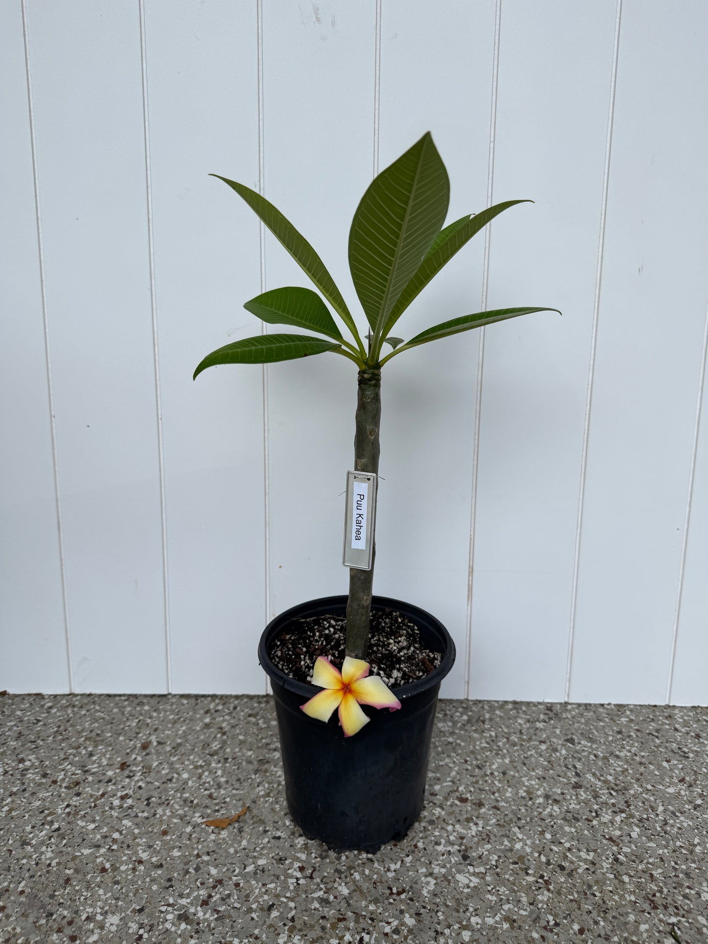 Puu Kahea Plumeria Rooted cutting