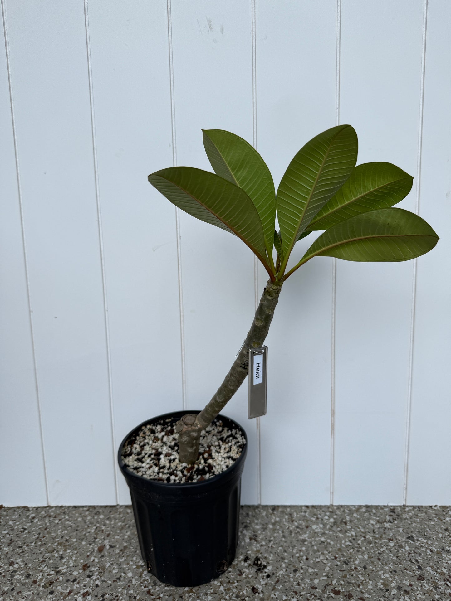 Heidi Plumeria Rooted cutting