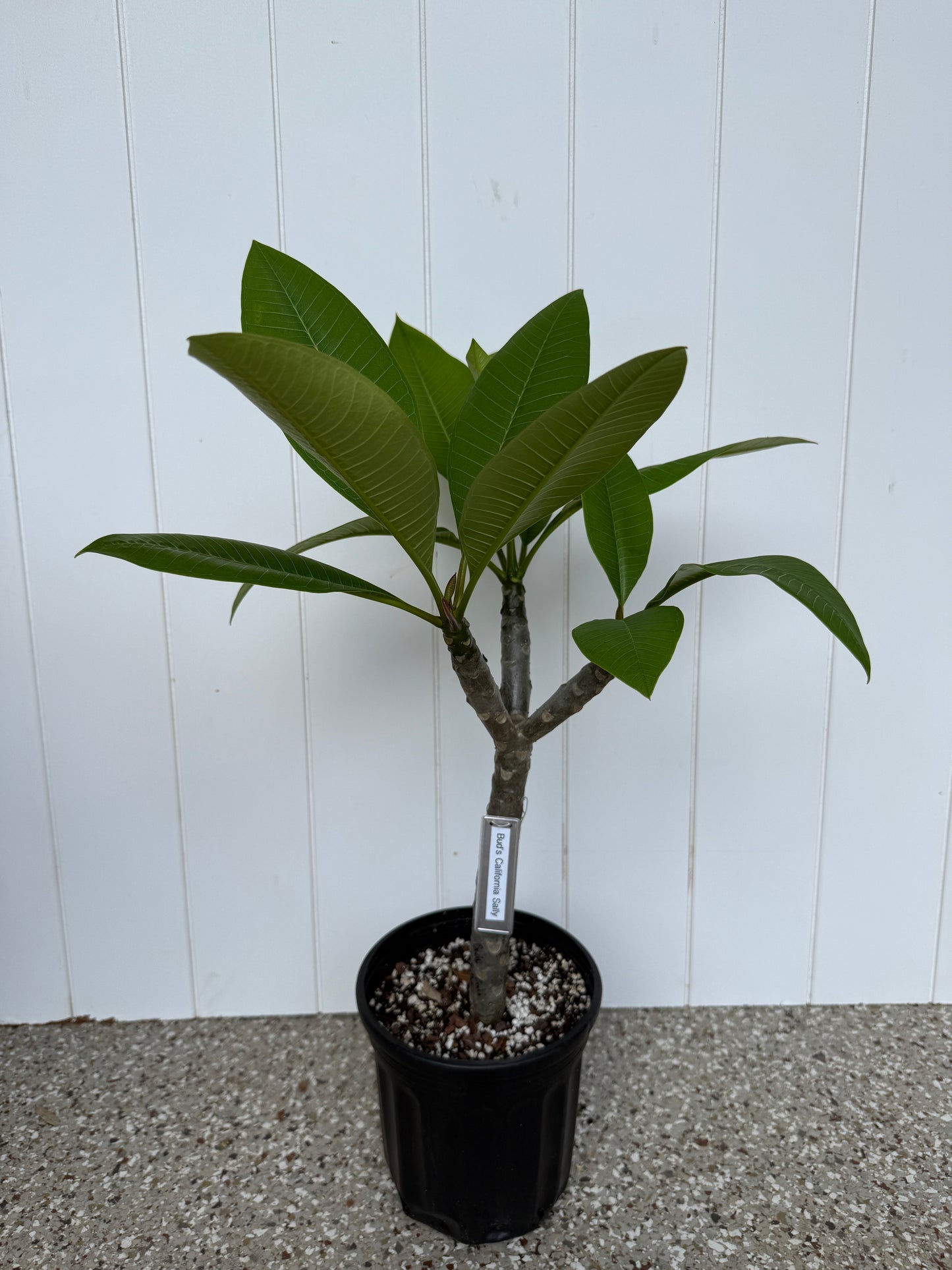 Bud's California Sally Plumeria Rooted cutting