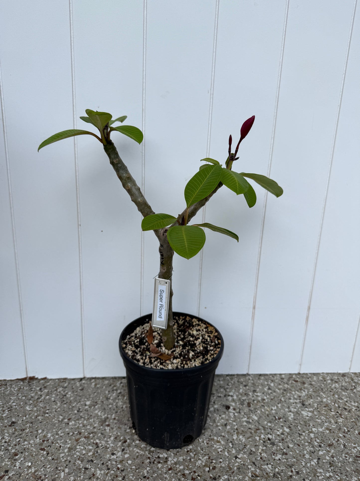 JJ Super Round Plumeria Rooted cutting