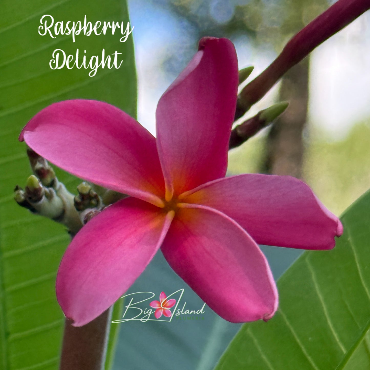 Raspberry Delight Plumeria rooted cutting