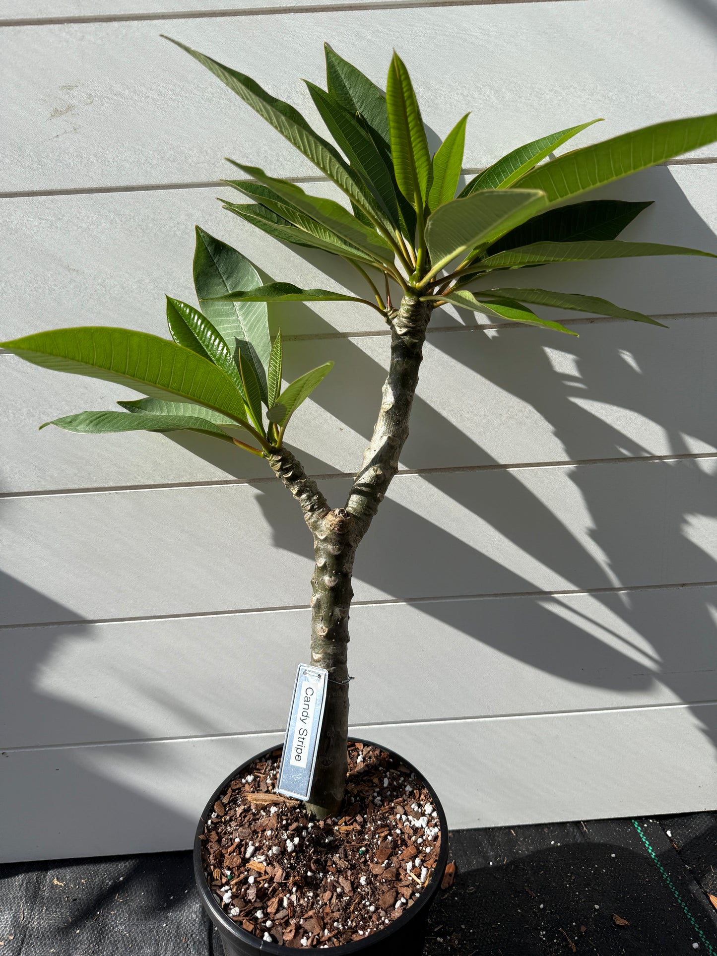 Candy Stripe Plumeria Rooted cutting