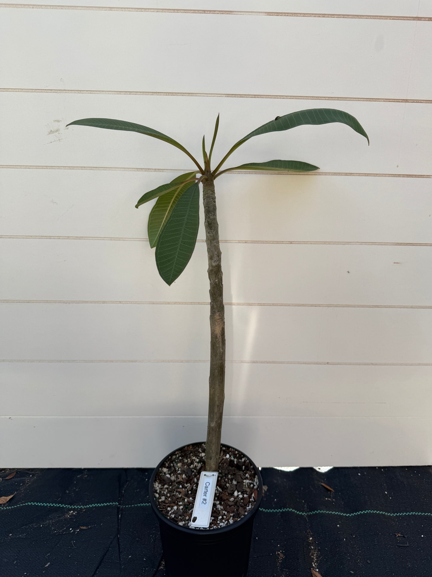 Carter No. 2 Plumeria Rooted cutting
