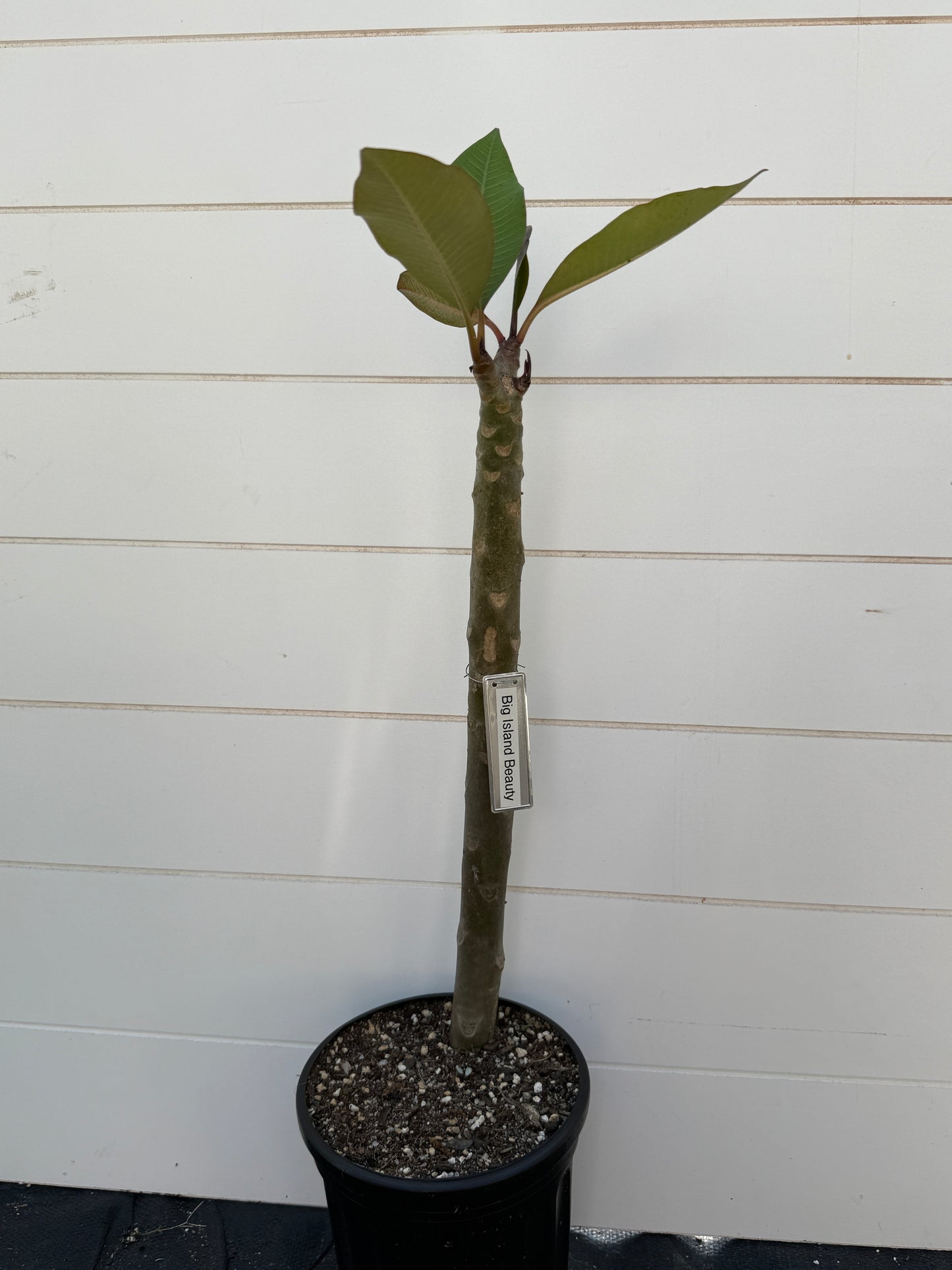 Big Island Beauty Plumeria rooted cutting