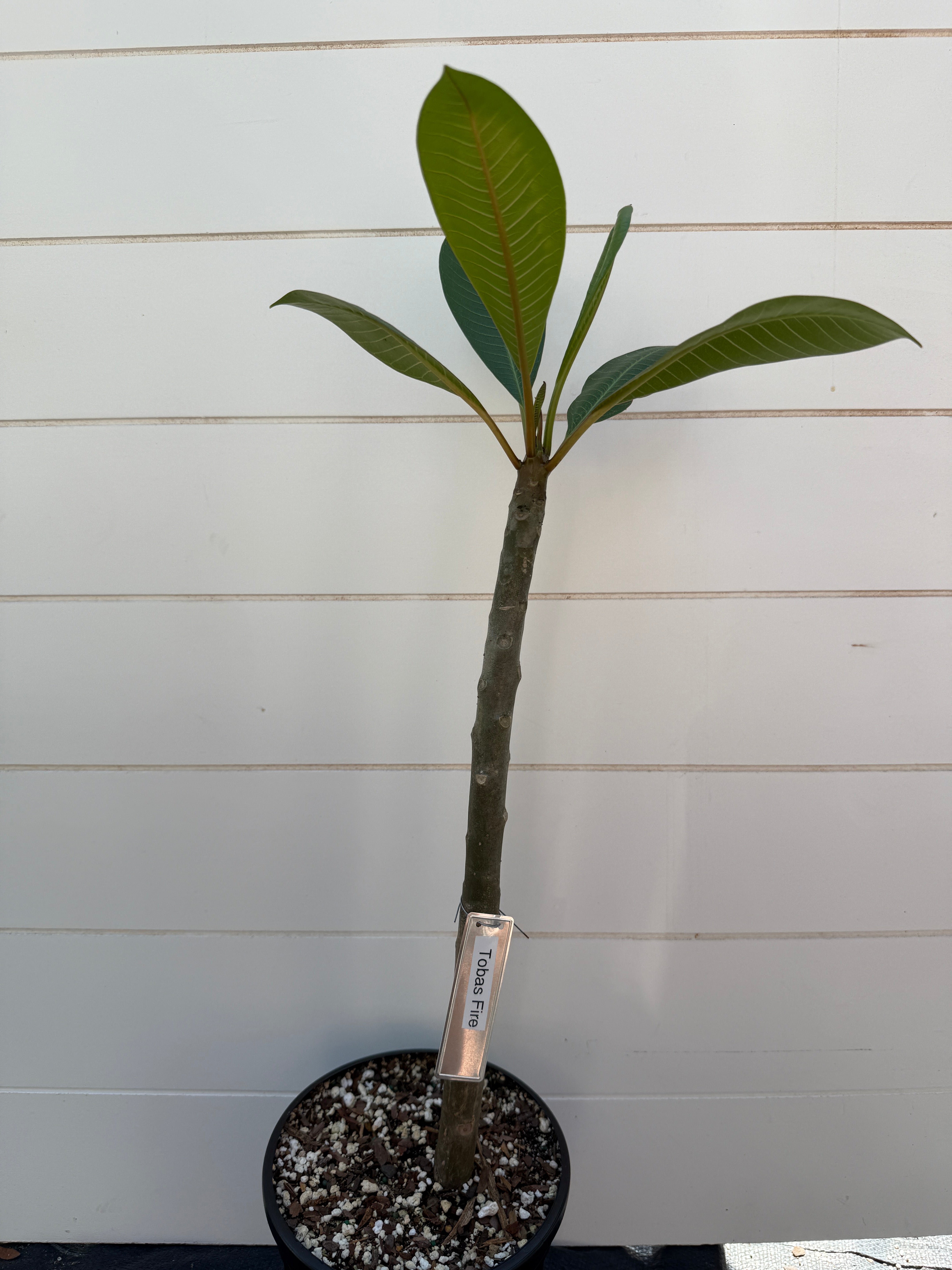 Toba's Fire Plumeria Rooted cutting – Big Island Plumeria