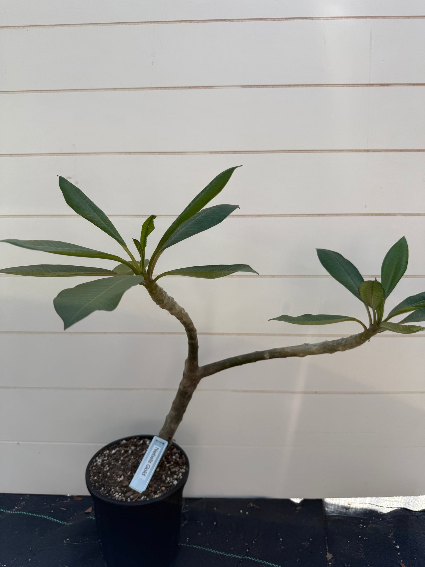 Nebels Gold Plumeria Rooted cutting (LOCAL)
