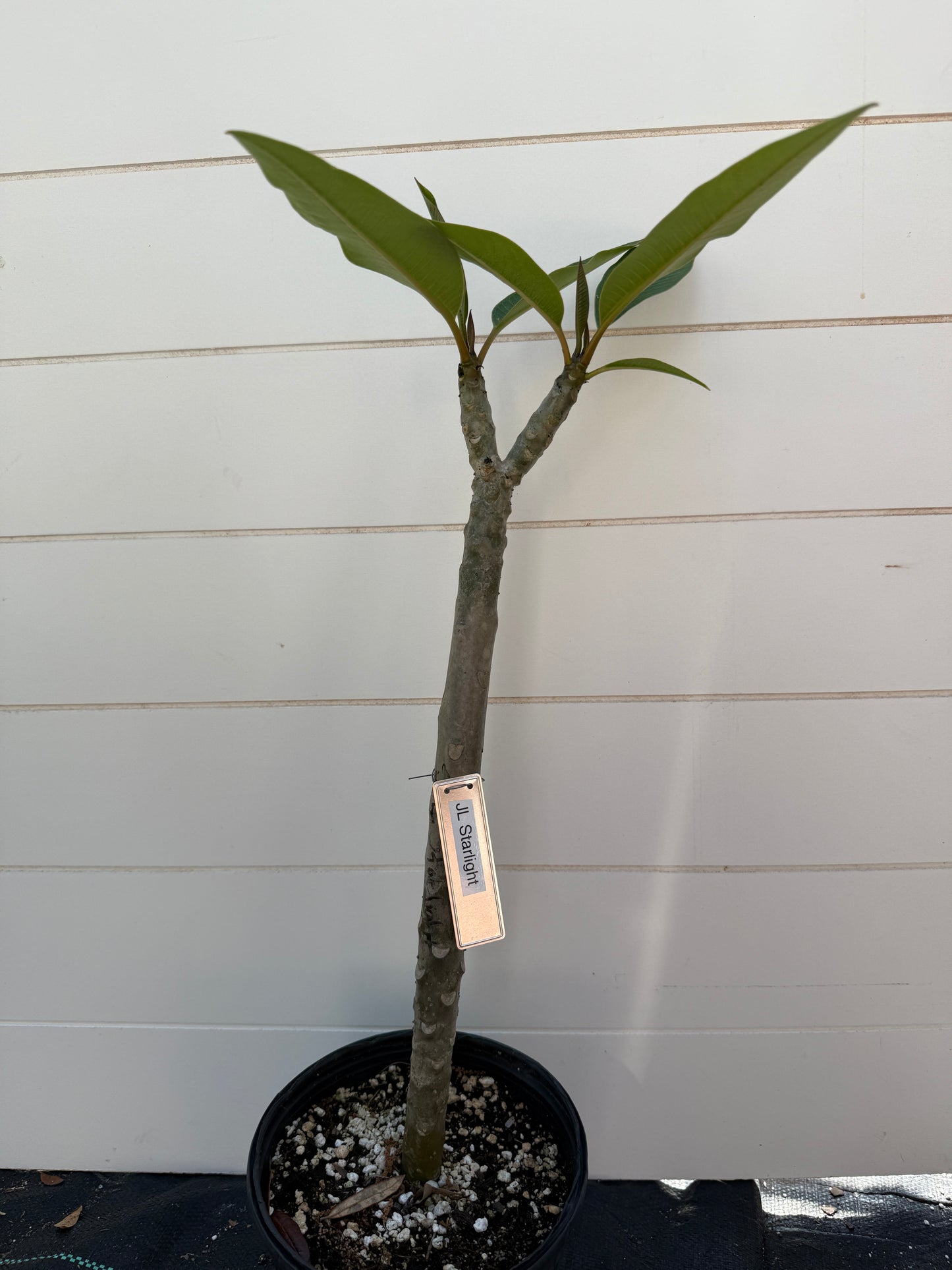JL Starlight Plumeria Rooted cutting