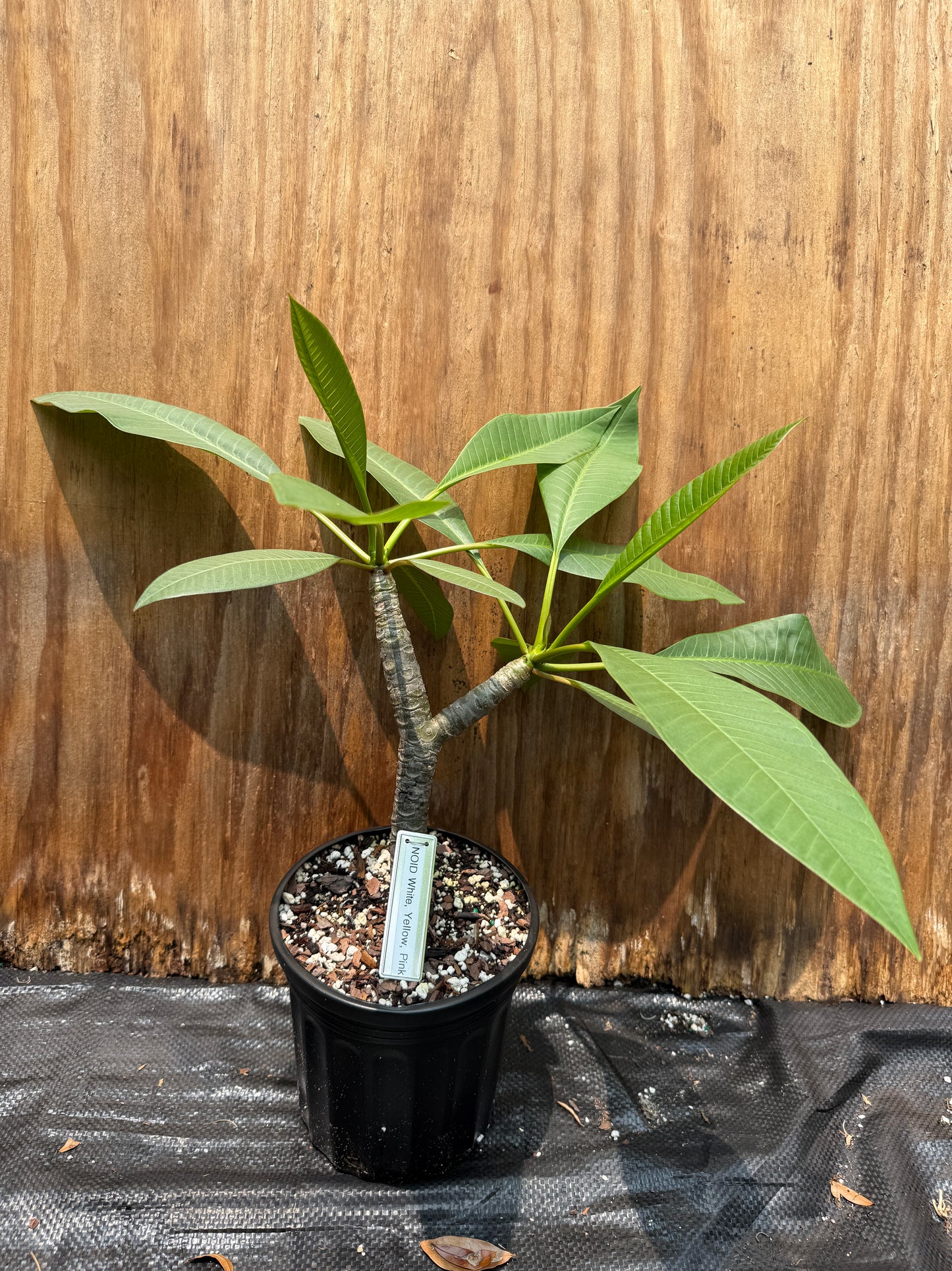 Hawaiian (NOID) Plumeria Rooted Cuttings