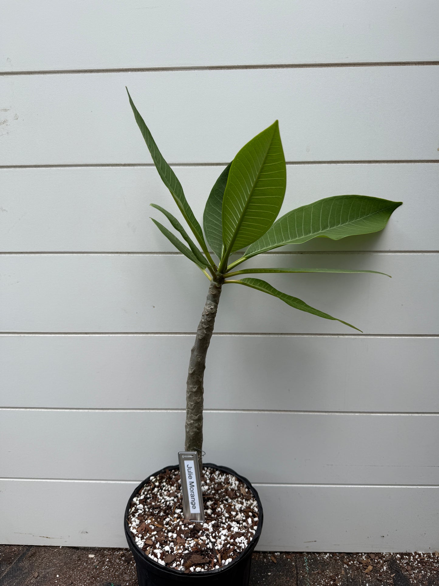 Julie Moragne Rooted cutting