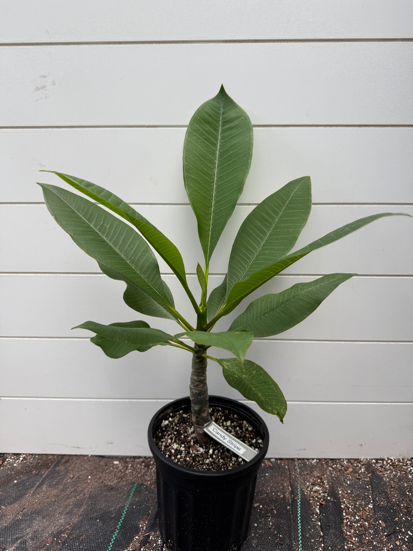 Candy Stripe Plumeria Rooted cutting