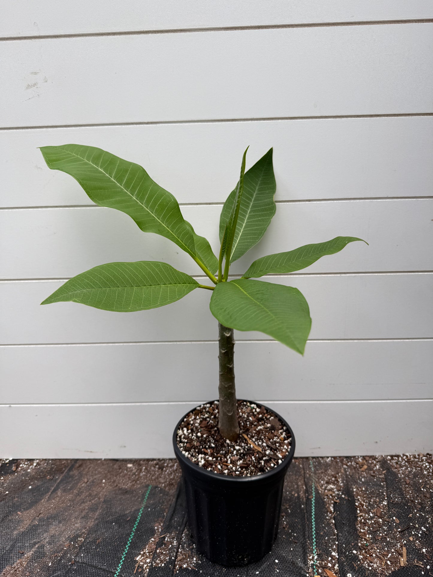 BIP Mystery NOID Plumeria Rooted Cuttings