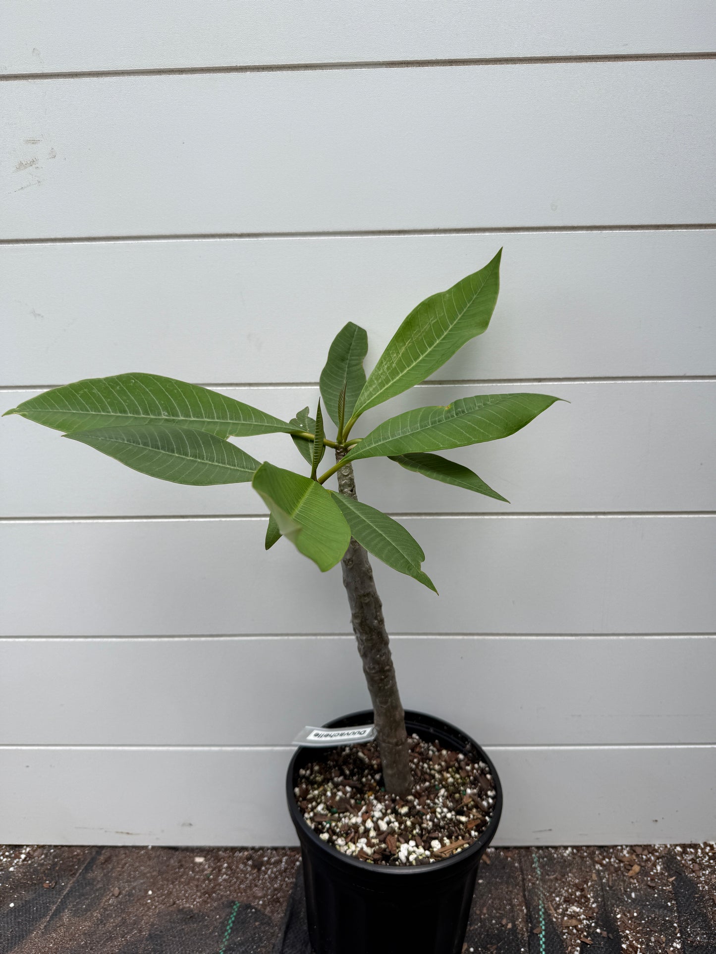 Duvauchelle Plumeria rooted cutting (LOCAL)