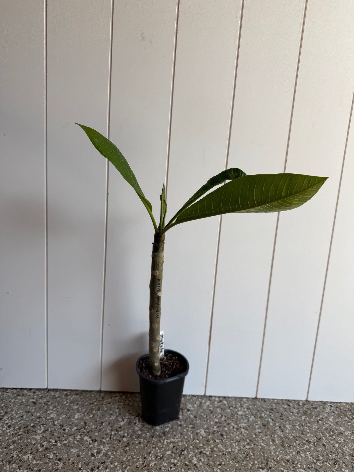 Makaha Sunn Plumeria Rooted cutting