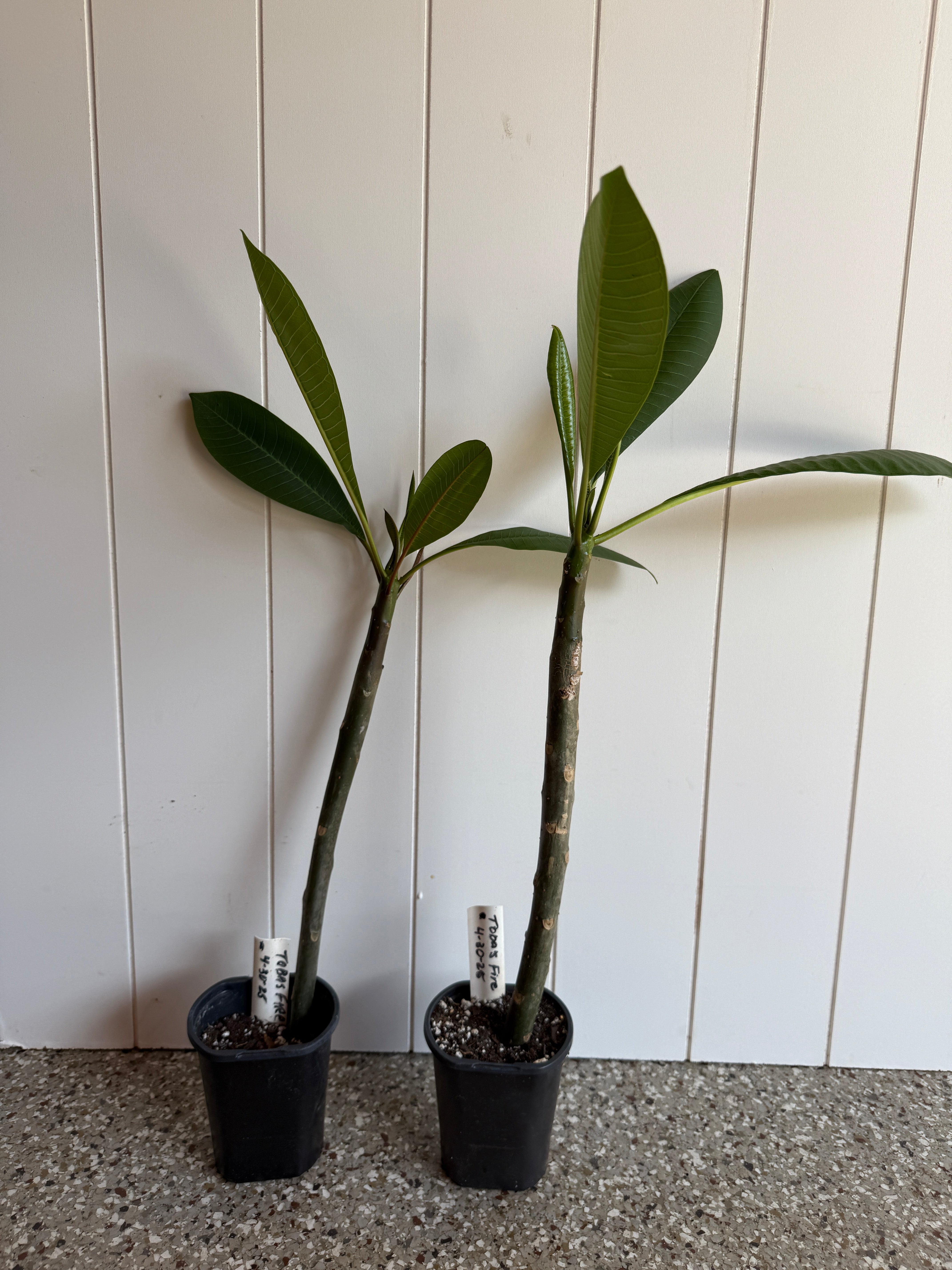 Toba's Fire Plumeria Rooted cutting – Big Island Plumeria