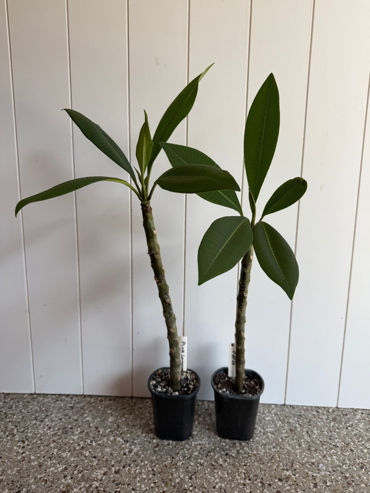Pink Lemonade Plumeria Rooted cutting