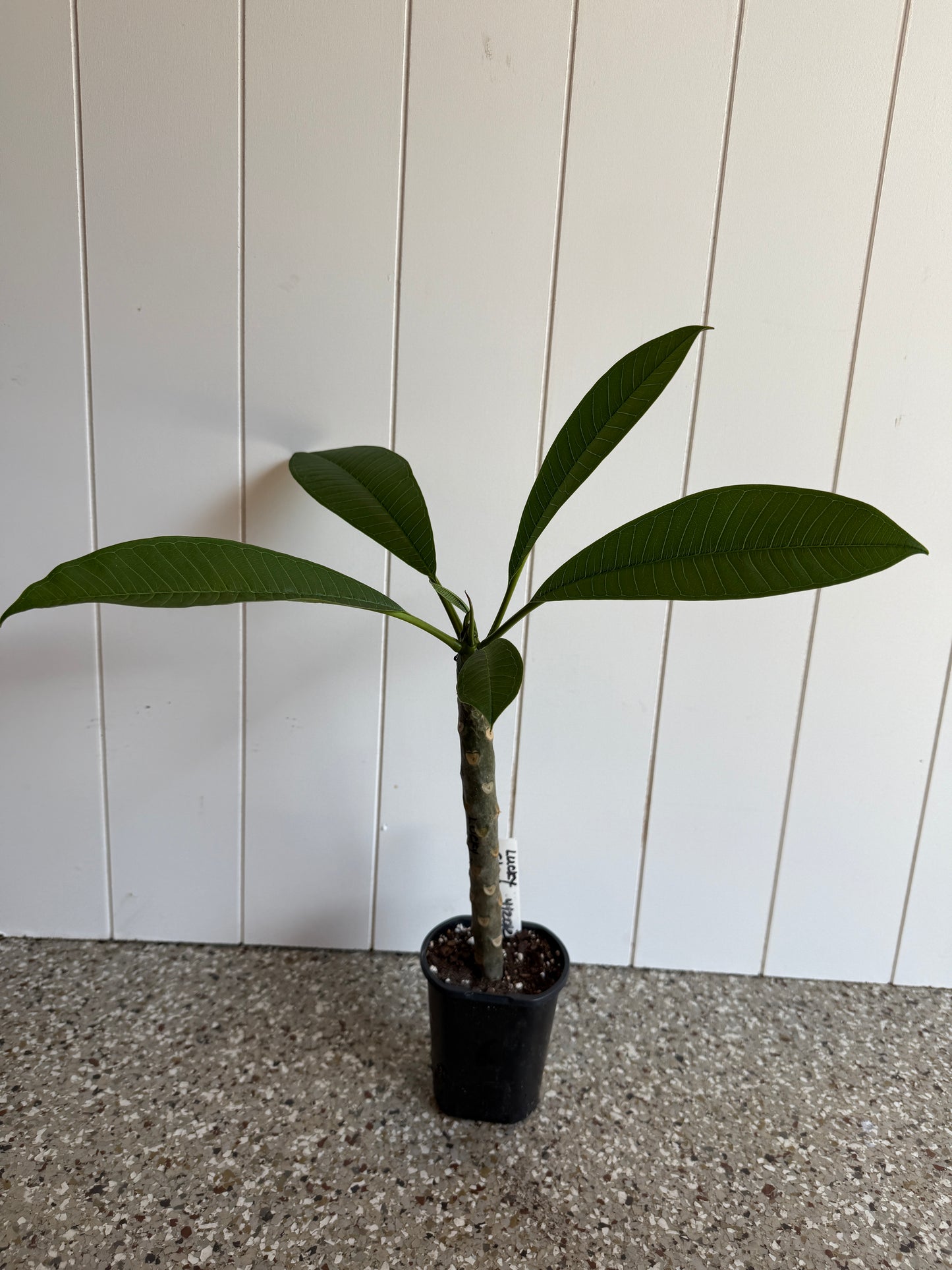 Lucky Star Plumeria rooted cutting