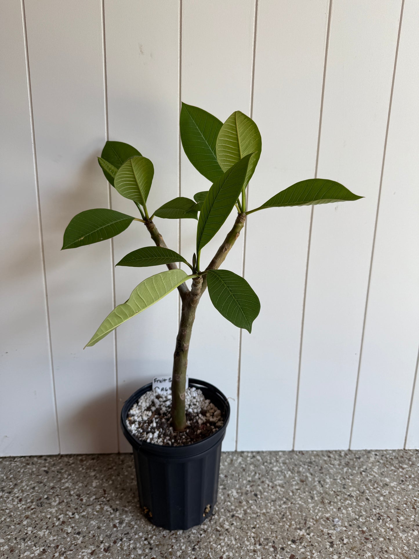 Fruit Salad Plumeria Rooted cutting