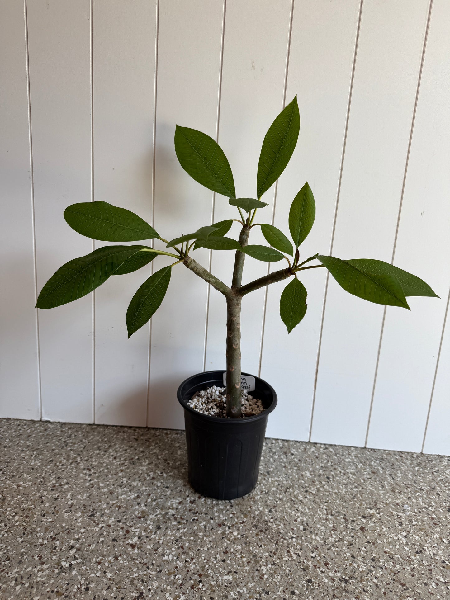 Makaha Sunn Plumeria Rooted cutting