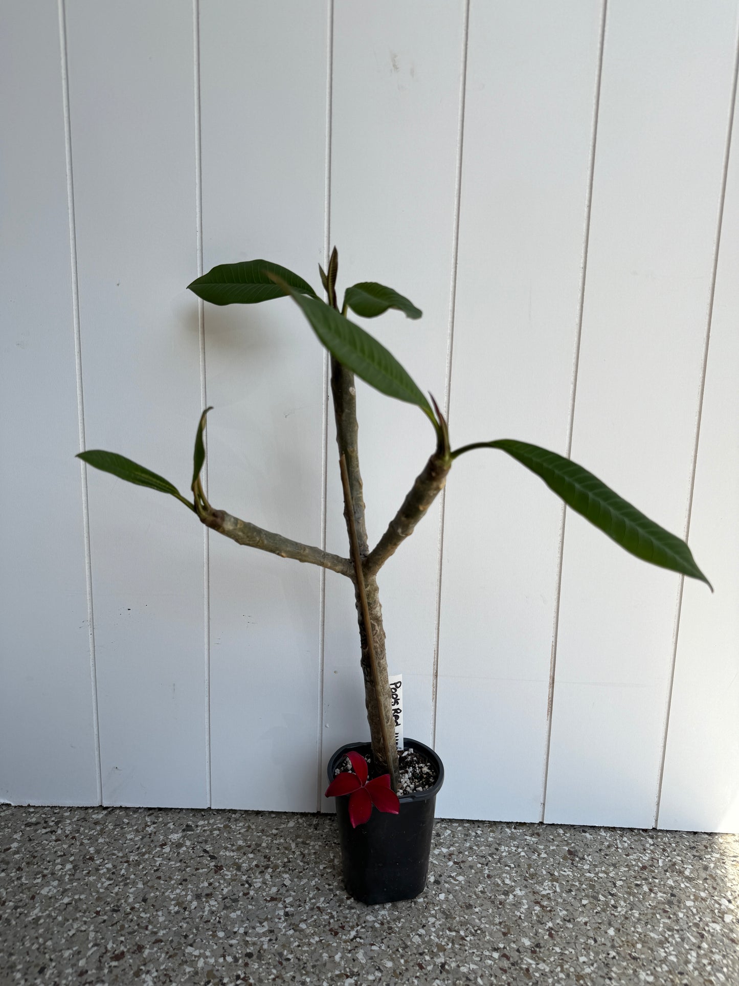 Pop's Red Plumeria Rooted cutting