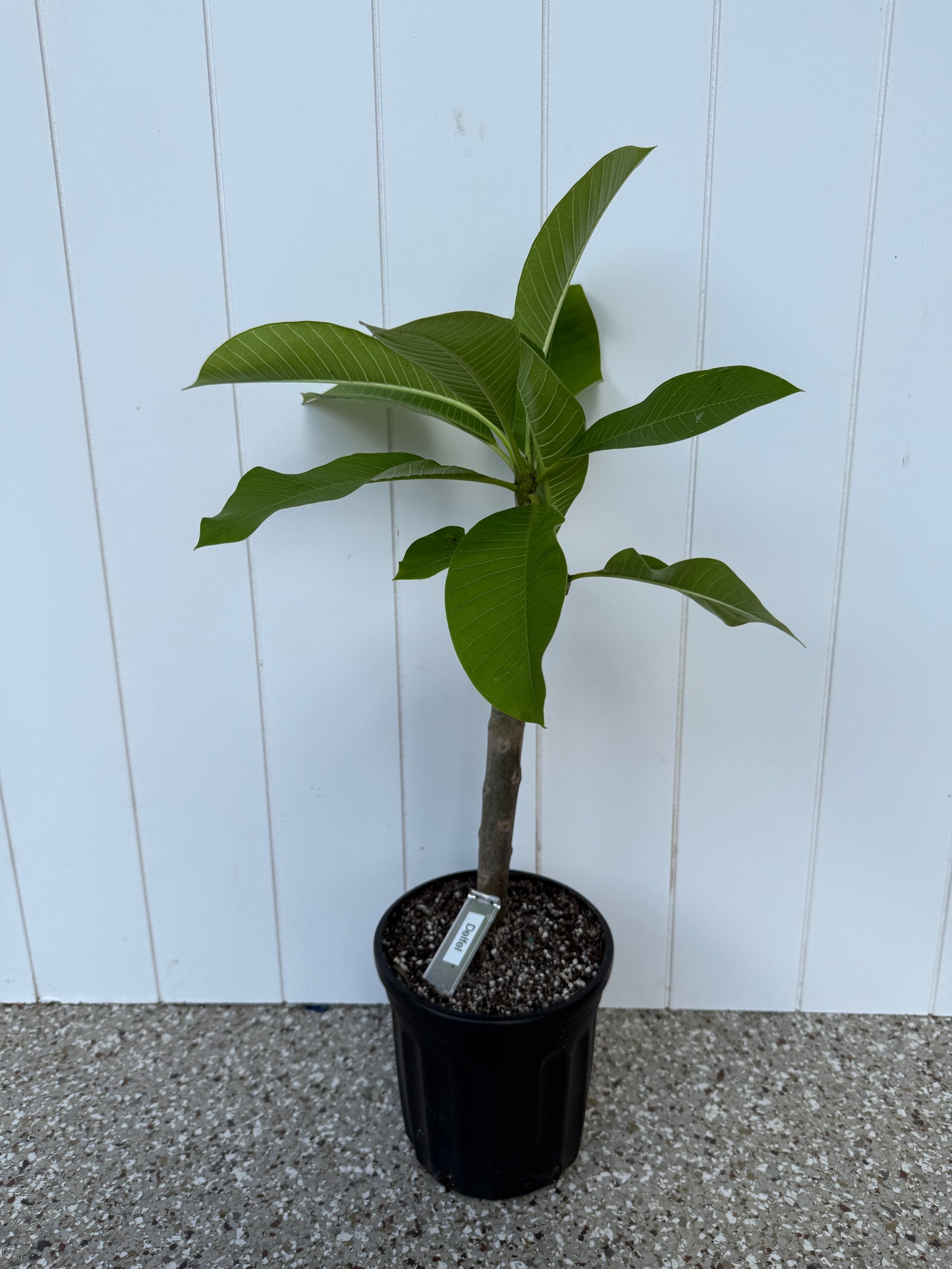 Defel Plumeria Rooted cutting
