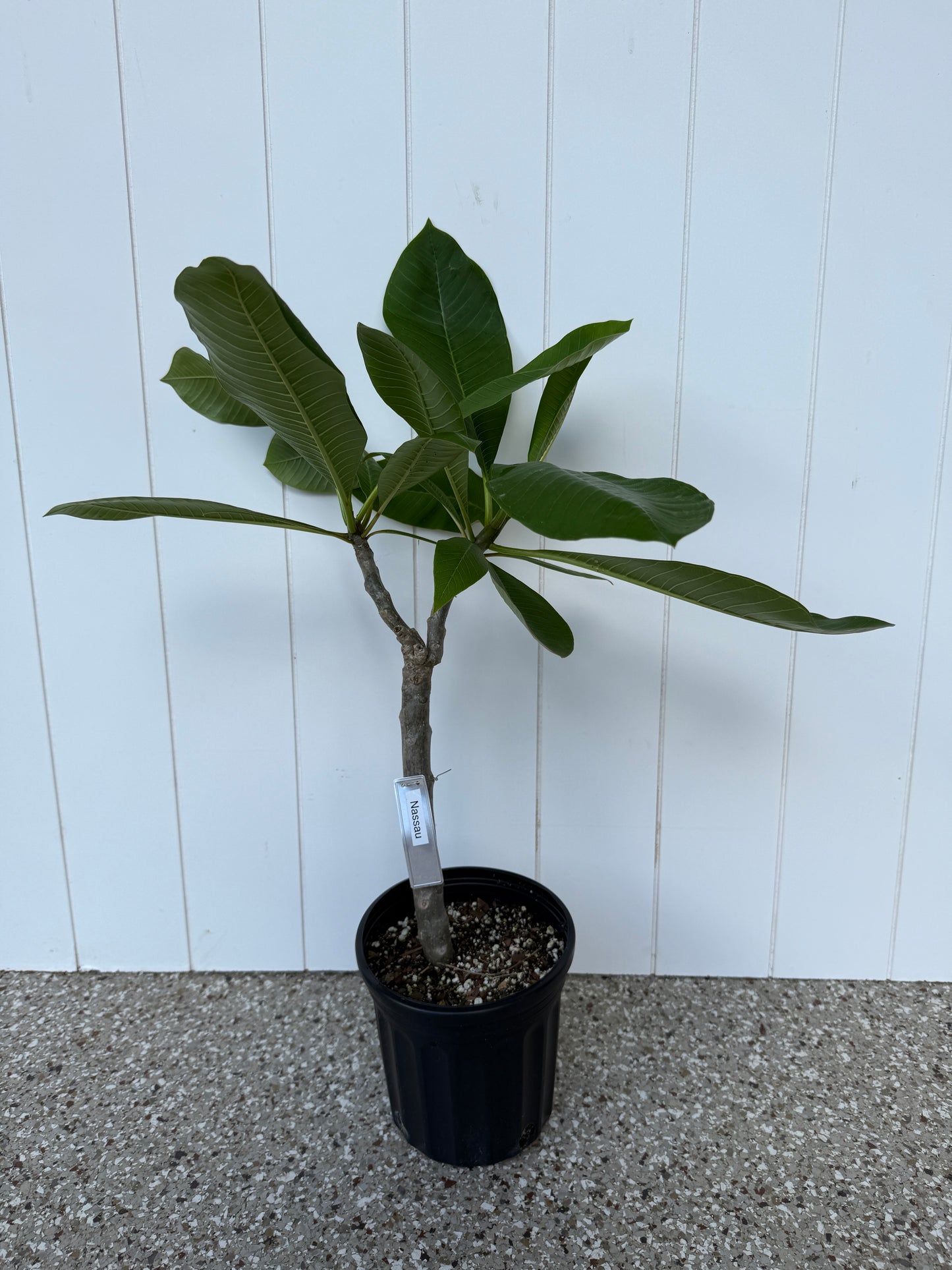 Nassau Plumeria Rooted cutting