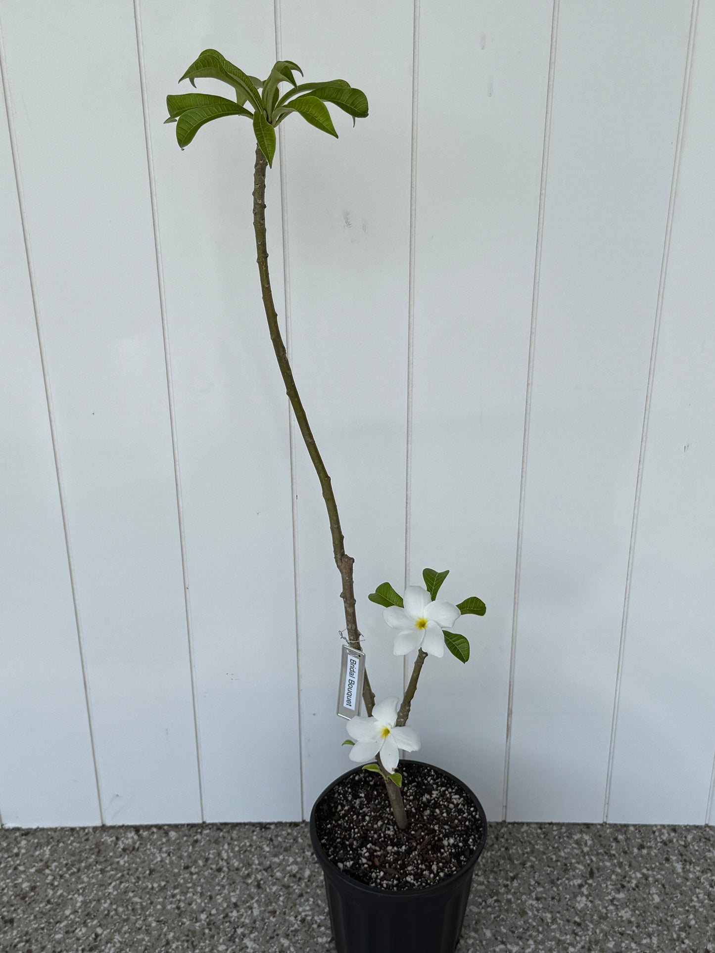 Bridal Bouquet (Pudica) Plumeria rooted cutting